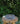 Fat ~ Iittala